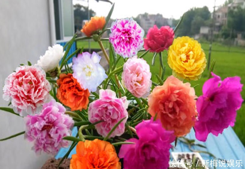  养花|养花就养这5种，一年可以开多次，关键是皮实又好养！