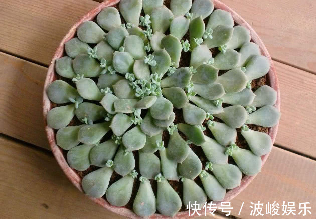 多肉叶插总是不成功叶插多注意3个方面,叶插也能轻松存活