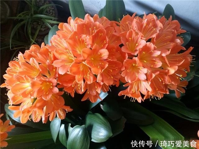 君子兰肥足长得壮,4种“肥水”轮着浇,10枝花箭一起蹿出来