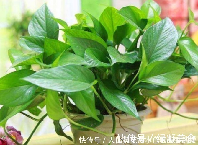 光照|人养花,花也养人,“3种花”家养里,空气清新,还有助于睡眠!