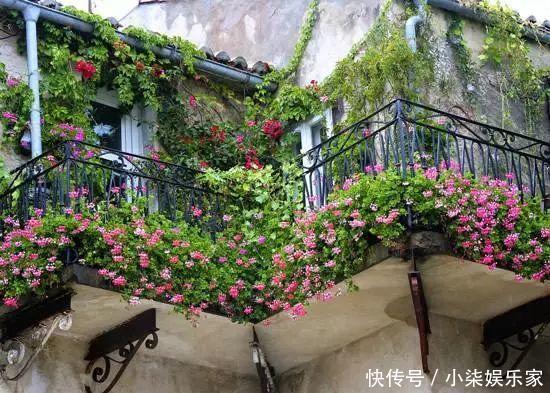 花多多|养花必备肥料,浇水前撒一点,月季开花拳头大!