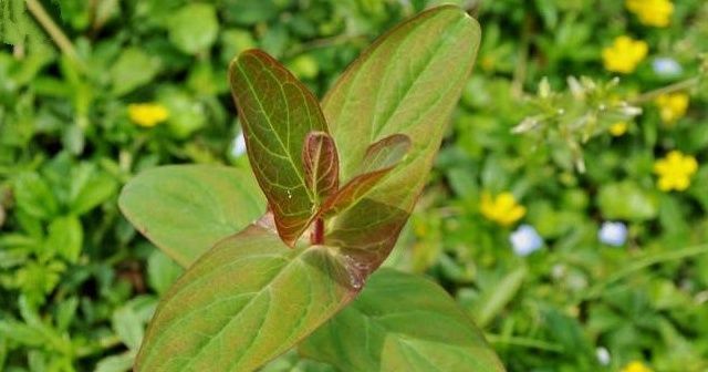 家乡人|告诉家乡人,此为“红元宝”,目前26元一斤,别当杂草,珍贵不凡