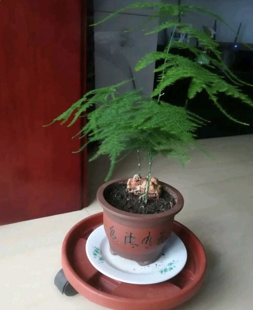 养文竹|有7种花“不喜水”,浇多了就烂根,越旱长得越旺