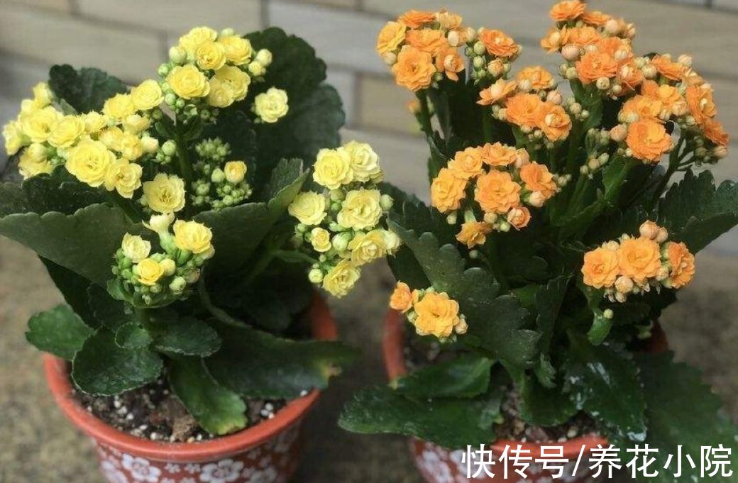 天气变冷，10种花要减少浇水，不然难过冬