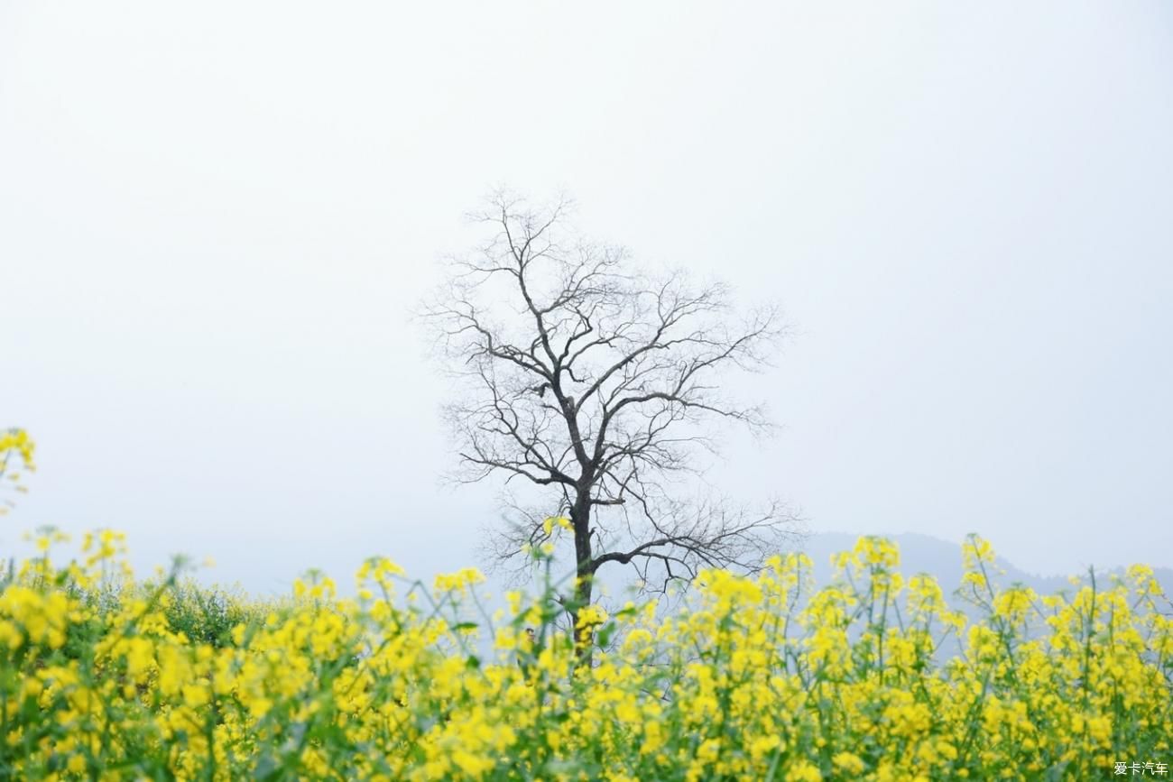 婺源|【春到婺源】记得住乡愁，江岭上开遍油菜花。