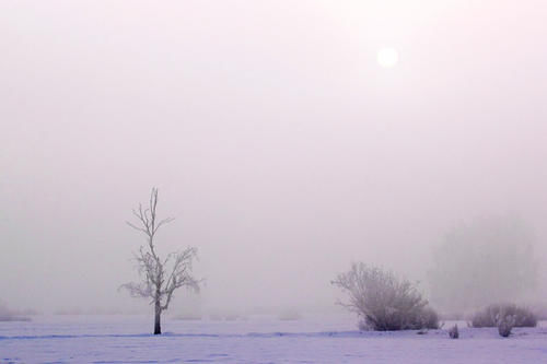 云南|【图说新疆】新疆青河：琼英四野点芳华