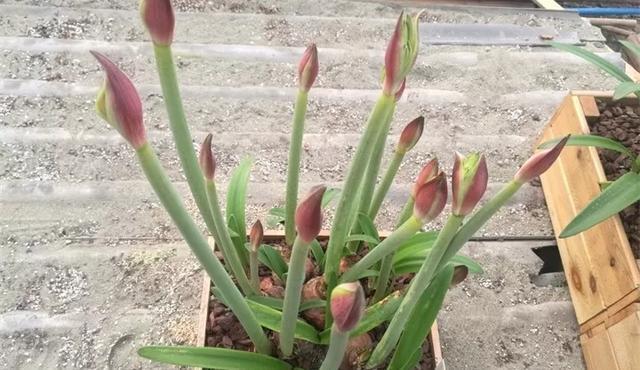 一种“大胖花”，埋土里2个月，不用管它，窜满花箭，开花大又多