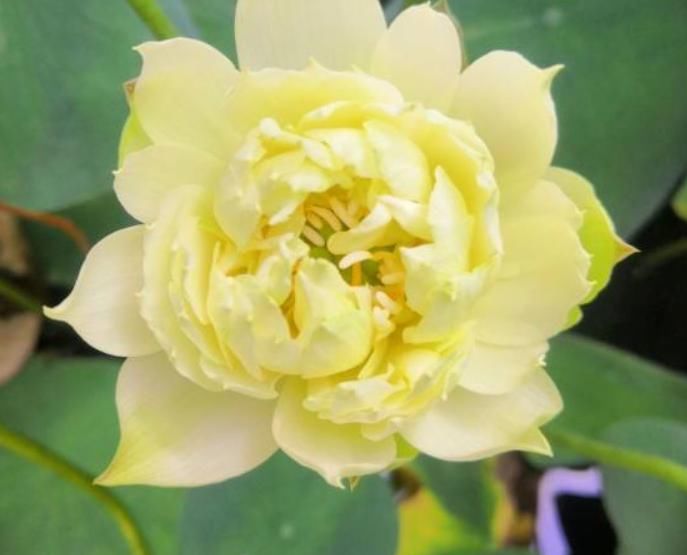 种植|喜欢水生植物却不知道养什么?这几种水生植物推荐给你,漂亮又好养