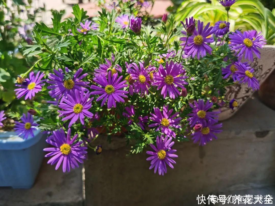 花苞|天热了，20种花最怕浇水，浇得越多，死得越快