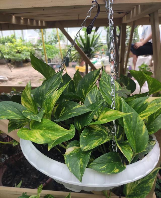 家里有“尿素”,可不可以用来养绿萝、吊兰小花匠是这么用的