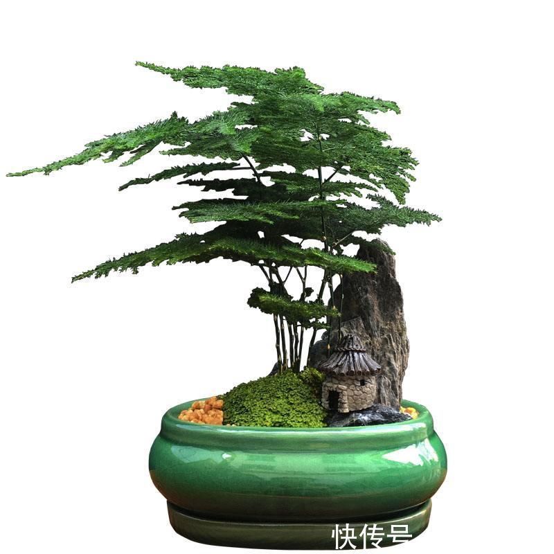 文竹不能这样养,不然很容易出现黄叶情况
