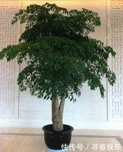 有钱人最喜欢这3种“花”,摆在家里镇宅旺财,四季常青开花不断