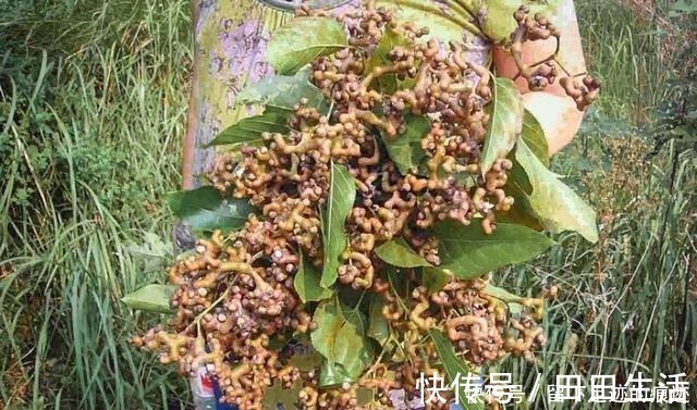 鸡爪梨|李时珍说它“去膈上热,润五脏”,长在路边无人识,可惜了