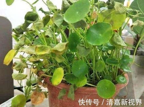 新叶|铜钱草造型不受控制直接剪成光头,加点特效肥,没几天长新叶