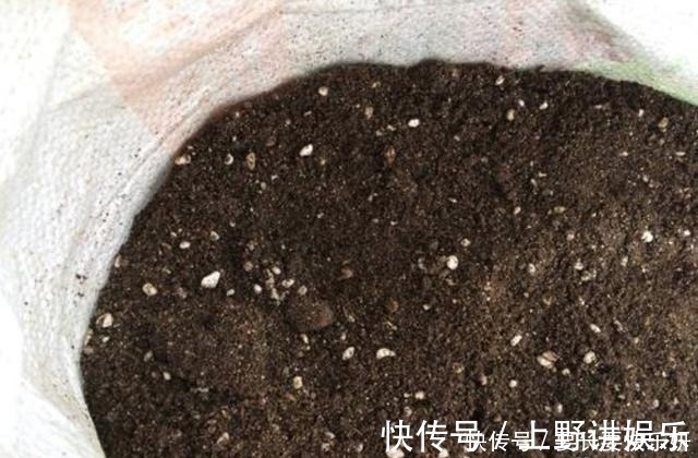 养分|扦插月季只长新叶不长根2种处理方法,提高成活率!