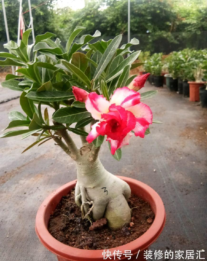 小盆|适合穷养的“5种花”,用小盆,少管一些更利于生长和开花