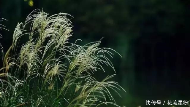 活血|农村常吃的几种野菜清热解毒、活血排脓,来看看你都认识吗?