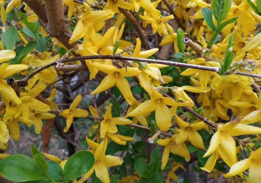 门口种了一棵花，竟被说是不吉利，怼回去：关你P事