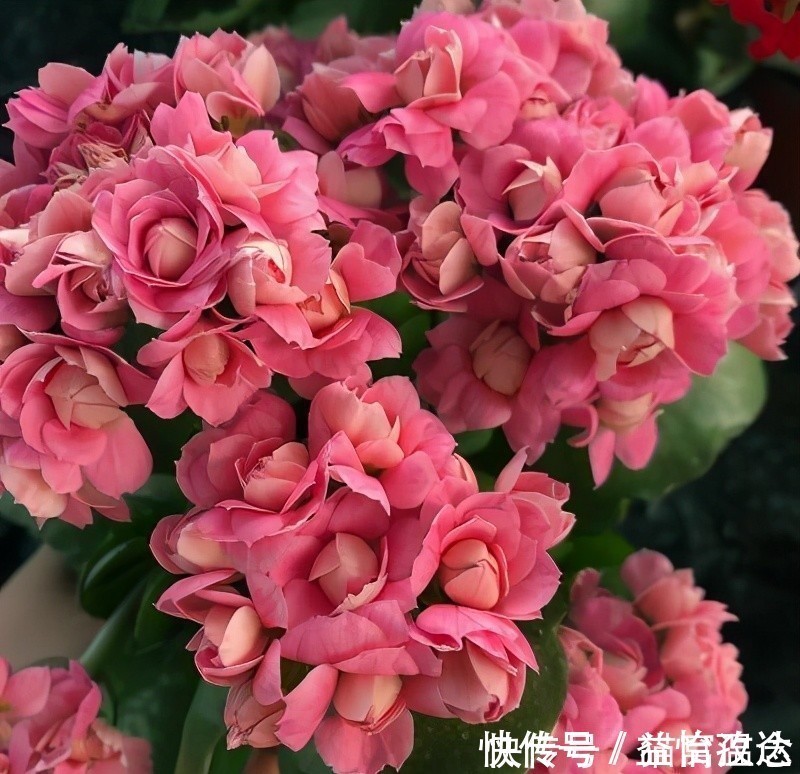 小苏打|长寿花不开花别着急,快来点小苏打,催花效果极好过年前能开花