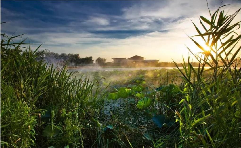 溱湖|醉美泰州溱湖，让人怦然心动的初夏