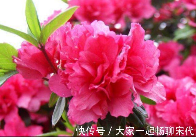 4种花适合新手养，好养又漂亮，开花就停不下来