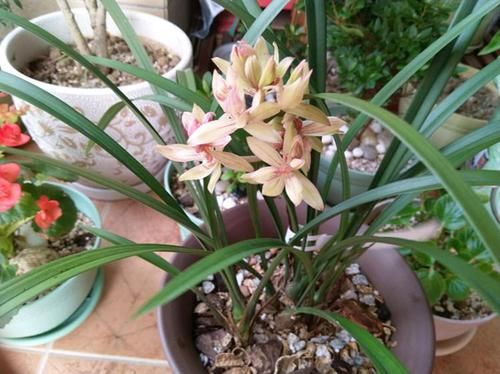 养兰花,有技巧,4个“基本”不能少,根系健康,花箭窜的高