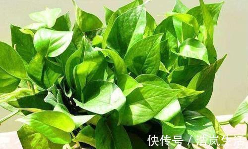 吸油烟|3种植物特能吸油烟,厨房养盆栽,怎能少得了“它们”