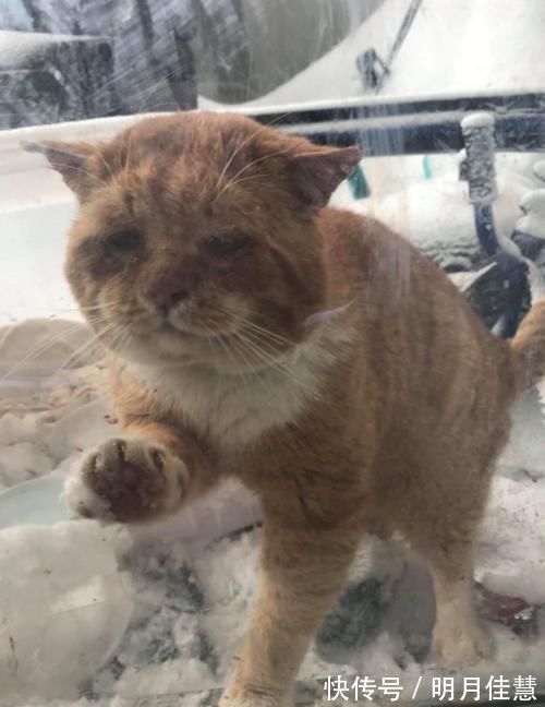 下雪后屋外出现一只憔悴的流浪猫 它用爪子拍打玻璃 求你帮帮我 快资讯 下雪后屋外出现一只憔悴的流浪猫 它用爪子拍打玻璃 求你帮帮我 快资讯