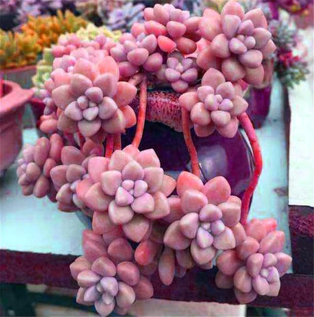 多肉|多肉中的“爆盆之王”,养护掌握6要点,叶子饱满,长成粉色瀑布