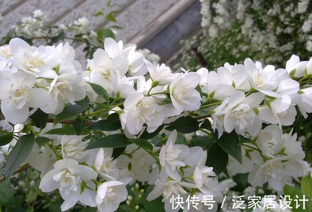 4种花,好看还利于身心健康,特别适合老人,家中没有,抓紧入手