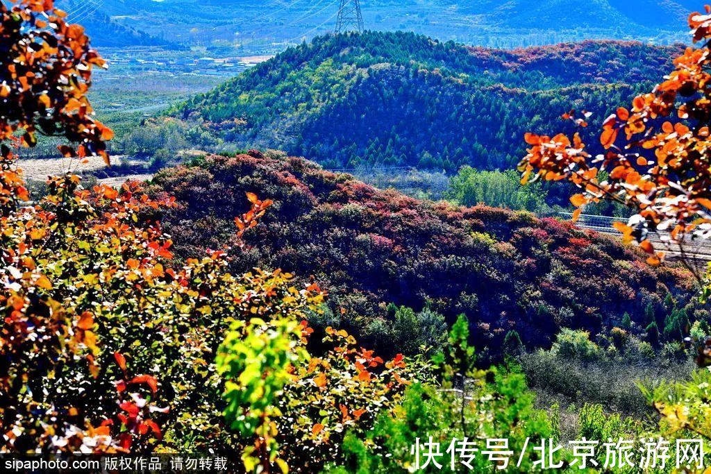 茶棚村|最新实拍！北京这里红叶美翻了！关键人少还免费，快来打卡