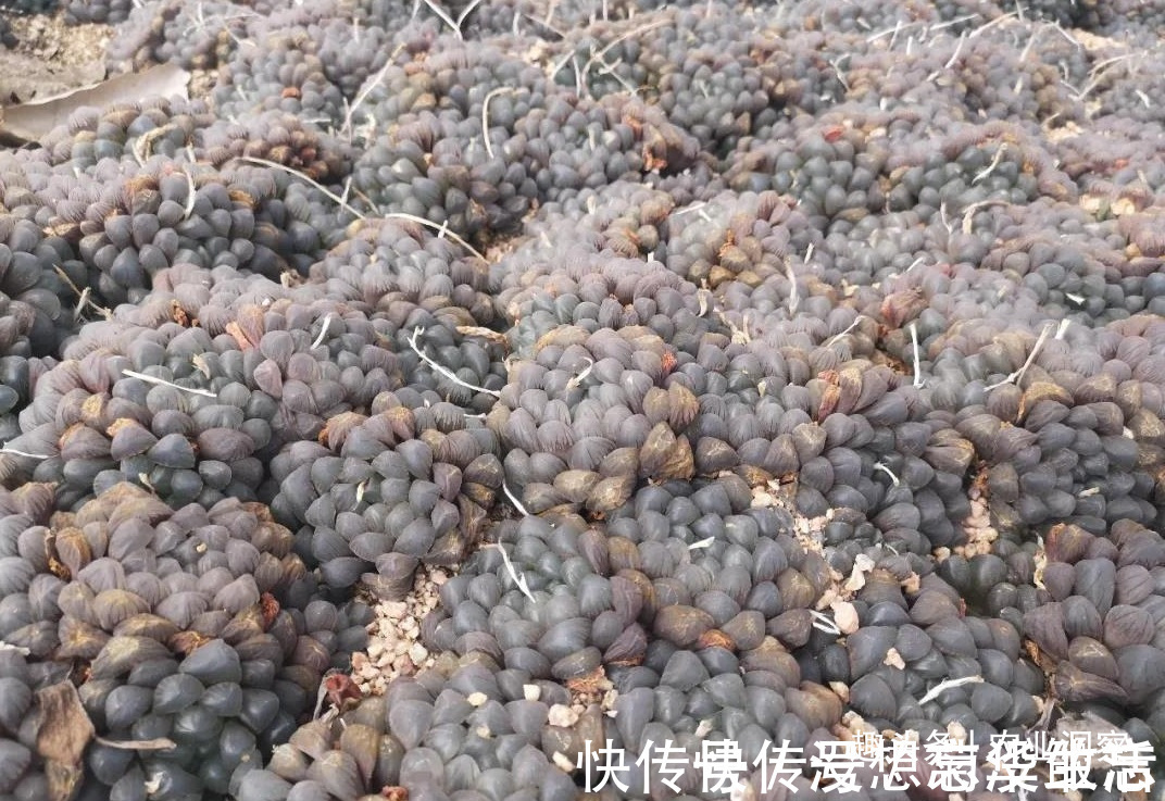 农村80后姑娘舍弃万元月薪,回老家大棚种这东西,没想到还很赚钱