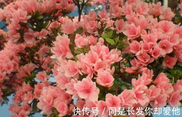花市五大年宵花,好看却难养,告诉你“技巧”,养好没难度!