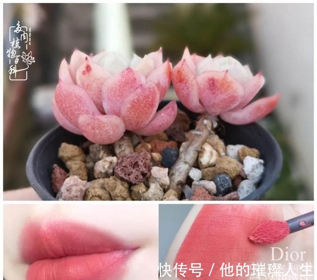 质地|论口红与多肉要不要这么搭！你发现了吗！