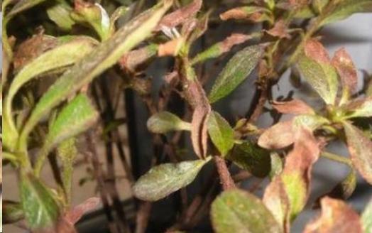 杜鹃花|月季花杜鹃花栀子花总是养不活教你一招,连开3个月!