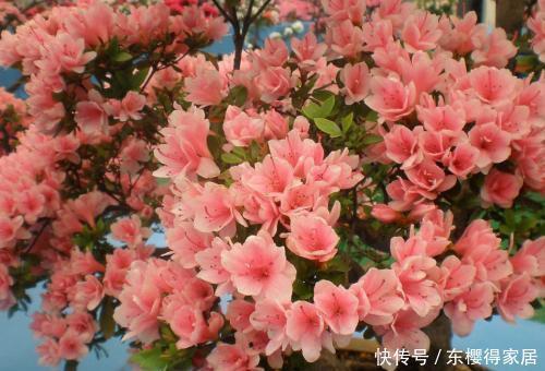  花卉|3种灌木花卉，冬天开花灿烂，养成大中型盆栽，大气有档次！