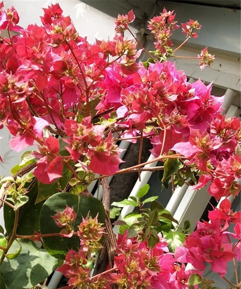 想让三角梅爆花掌握“一少一多”,轻松让它化身开花机器