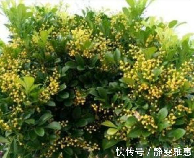 4种花,超爱开花,一年四季开花不断,旺运一整年