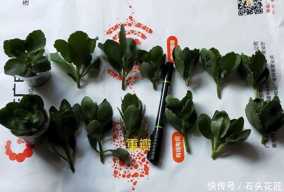 扦插长寿花，记住“选对”3种东西，生根快、长得旺