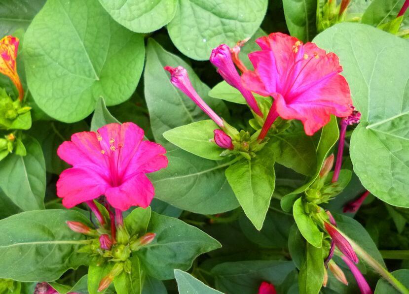 乳腺增生|白开水和它一起泡,女性多喝,乳腺增生消失了,远离妇科病