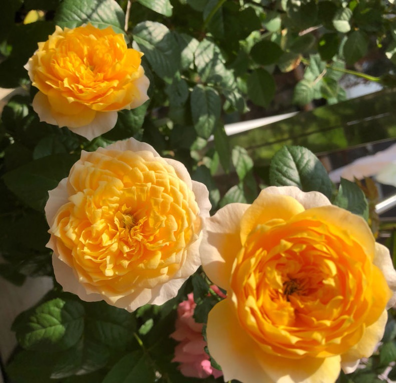 盘点最受欢迎的24种月季花,长得快、开花多,养了会上瘾!