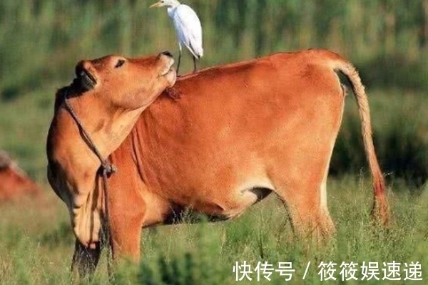 牛为何在十二生肖中排在第二生肖牛的背后原来有这种故事