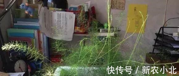 采收|芦笋太贵别买了，阳台种上一盆，连续采收10年不成问题！