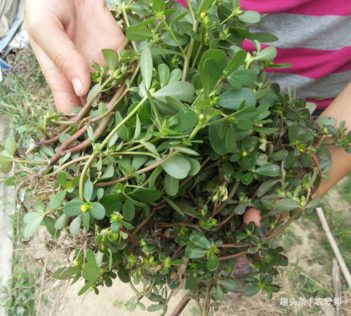 良药|这种野菜称为“国民野菜”中医人眼里也是一种良药,受到人们喜爱