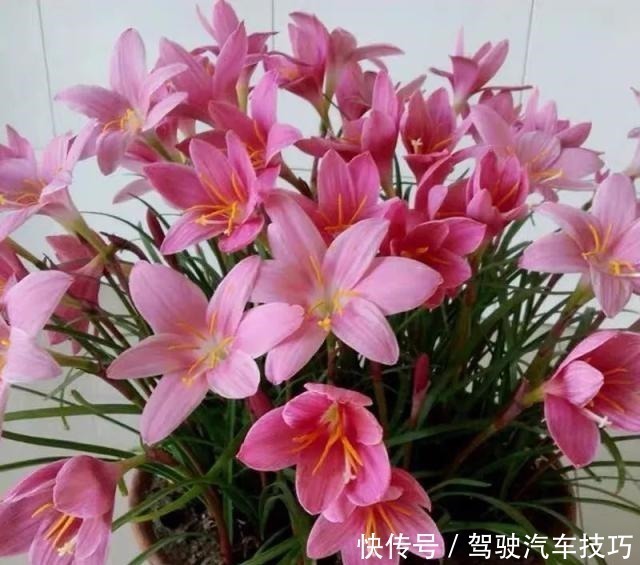 花期|这8种懒人花,花期长,好看又好养!这8种懒人花,花期长,好看又好养!