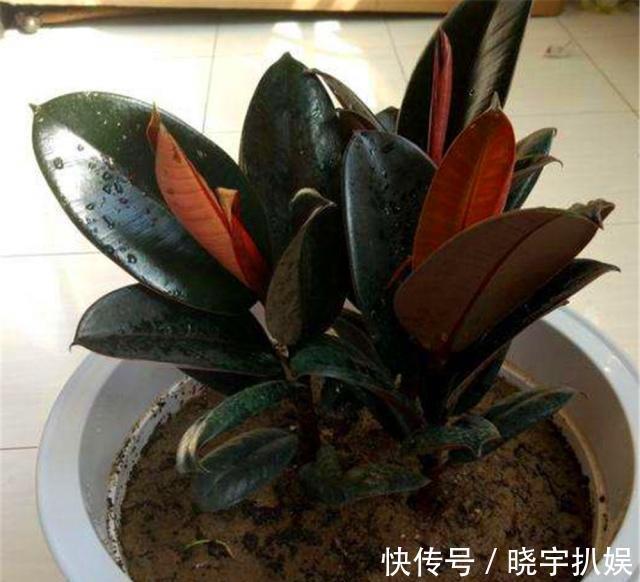 有3种“耐阴树”很好养，掐片叶子“铺”盆里，30天长成小绿树！