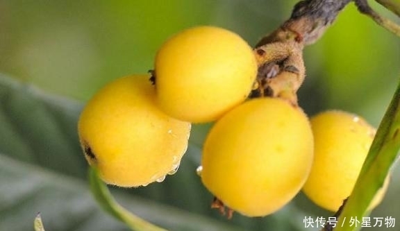 枇杷|肝火旺盛,不要只是强迫孩子喝水,这水果是灭火的武器,就足够了