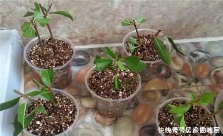 2种漂亮花，别再花钱买，去邻居家剪个枝，插土里易成活！