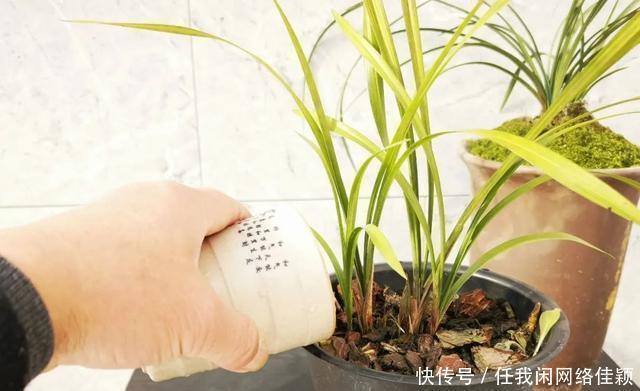 冬天养兰花,盆土结冰的怎么办两个操作一个必须