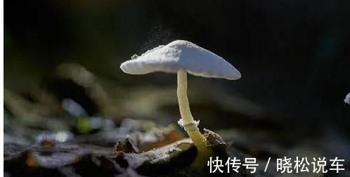 情绪|大多数人，都没有办法，影响到这个星座的情绪，确实是高手